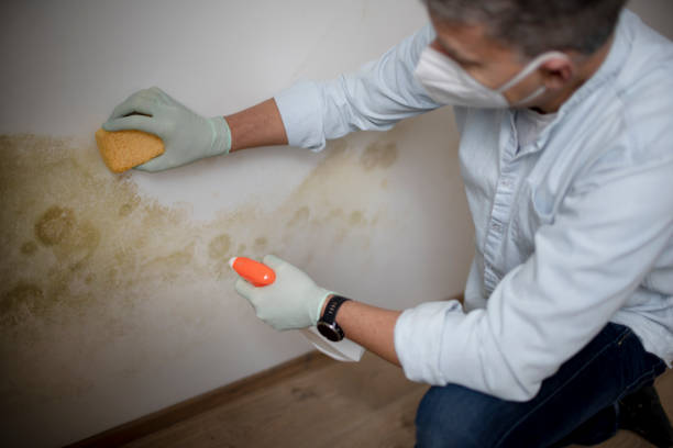 Best Black Mold Removal  in Dayton, IN