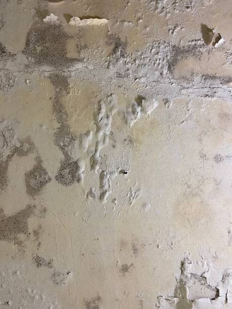 Best Local Mold Removal Service  in Dayton, IN