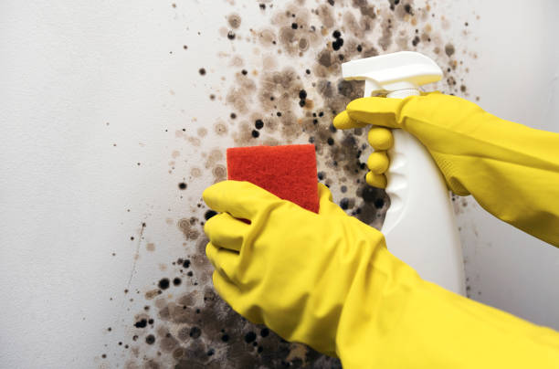 Best Crawl Space Mold Removal  in Dayton, IN